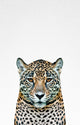 Leopard II - 72 x 48 by Tai Prints
