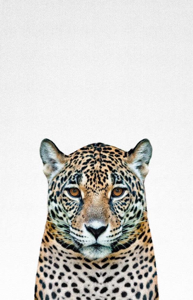 Leopard II - 72 x 48 by Tai Prints