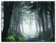 Dense Rain Forest At Sunrise, Landscape Triptych Canvas Art, 36x28, 3 Panels