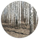 Beautiful Dense Birch Forest View, Modern Forest Round Wall Art, 23"