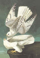 White Gyrfalcon - Gallery Wrapped Canvas Art 28" x 42"
