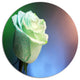 Beautiful White Painted Rose, Modern Flower Round Metal Wall Art, 11"