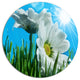 Beautiful Chamomiles In Bright Sunlight, Flower Round Wall Art, 23"