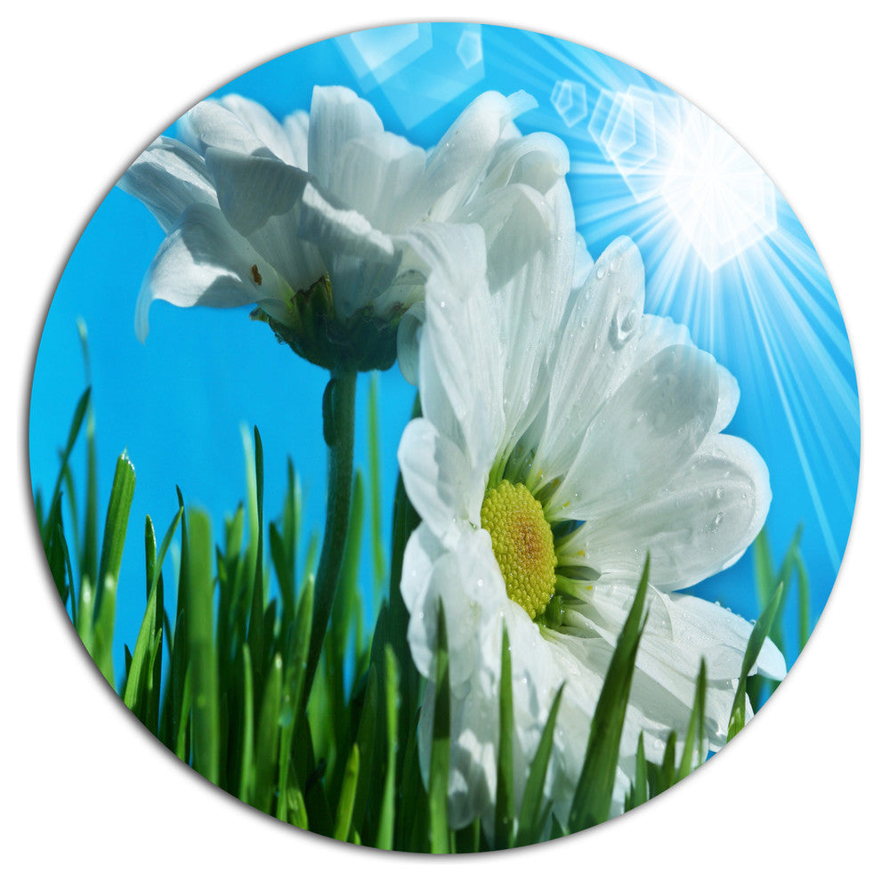 Beautiful Chamomiles In Bright Sunlight, Flower Round Wall Art, 23"