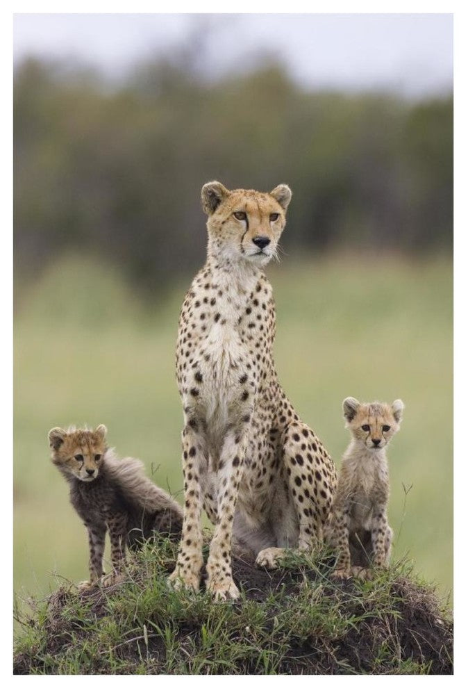"Cheetah mother and 8-9 week old cubs, Maasai Mara Reserve" Paper Art, 42"x62"