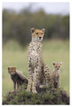 "Cheetah mother and 8-9 week old cubs, Maasai Mara Reserve" Paper Art, 42"x62"