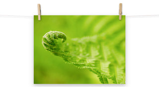 Fern Curl Nature Photography, Botanical Unframed Wall Art Print, 12" X 16"