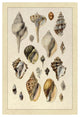 "Shells: Sessile Cirripedes #3" Digital Paper Print by G.B. Sowerby, 18"x26"