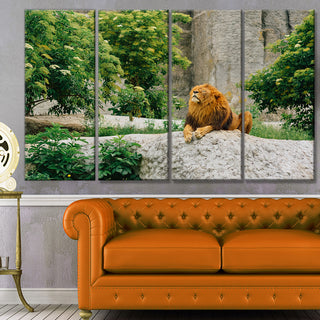 Big Lion Lying On Stones in Zoo, Landscape Canvas Art Print, 48"x28", 4 Panels