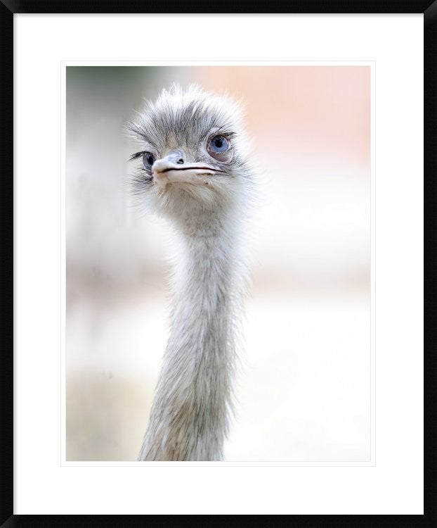 "Natural Beauty" Framed Digital Print by Fulvio Pellegrini, 26"x32"