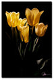 'Yellow Blooms III' Canvas Art by Martha Guerra