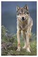 "Gray Wolf North America" Digital Paper Print by Tim Fitzharris, 18"x26"