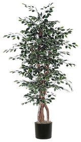 Vickerman 6' Variegated Ficus Executive