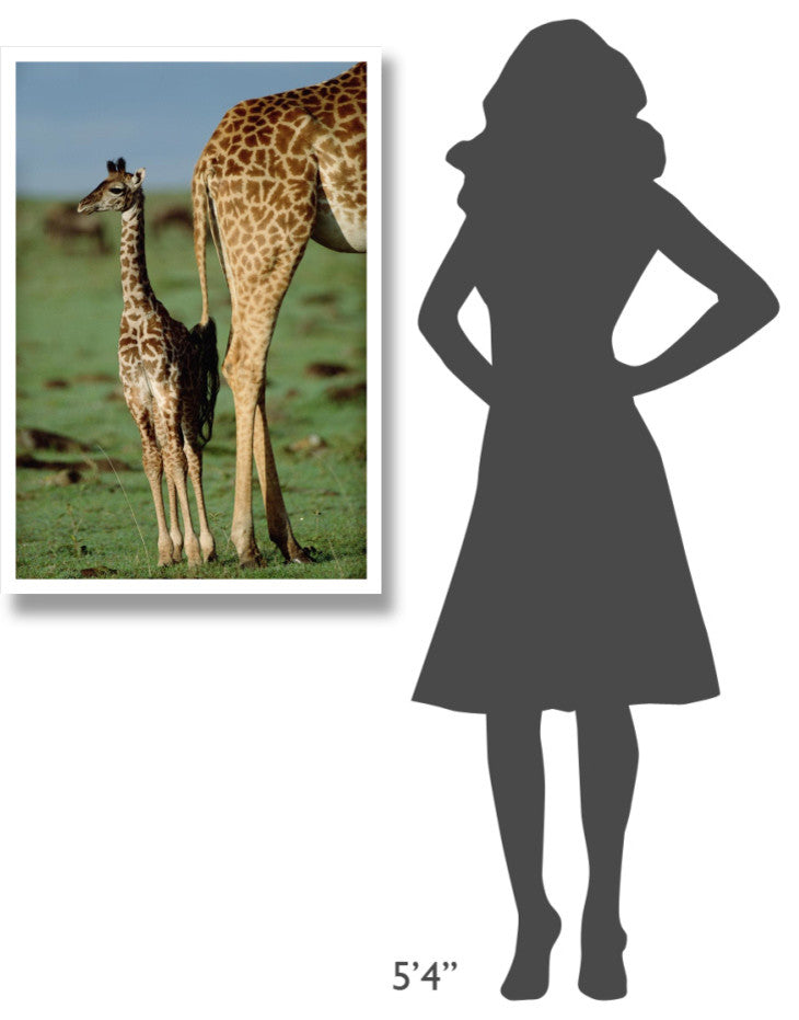 "Giraffe mother with young, Kenya" Paper Print by Tim Fitzharris, 26"x38"