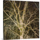 "Woodland Gold I" Wrapped Canvas Art Print, 20"x20"x1.5"
