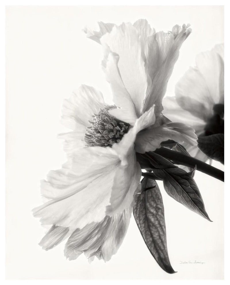 "Translucent Peony IV - BW" Digital Paper Print by Debra Van Swearingen, 30"x37"