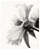 "Translucent Peony IV - BW" Digital Paper Print by Debra Van Swearingen, 30"x37"