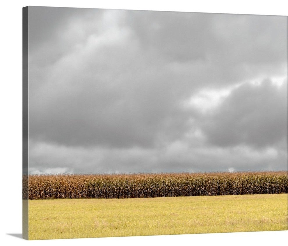 "Row of Corn" Wrapped Canvas Art Print, 30"x24"x1.5"