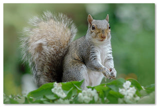 Jacky Parker 'Eastern Grey Squirrel' Canvas Art, 12x19