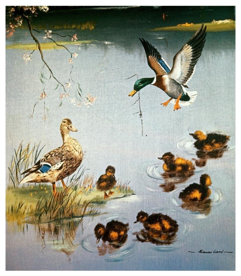 "Mallards" Digital Paper Print by Edward Matthew Ward, 16"x18"