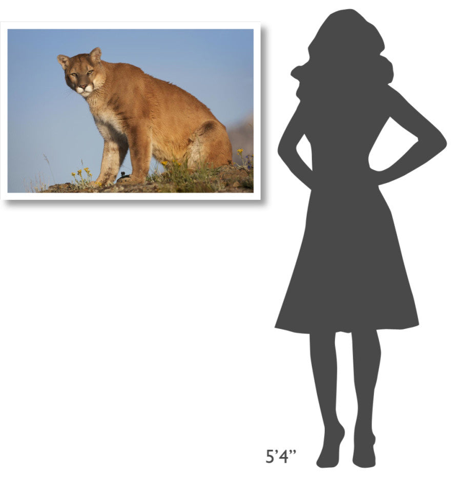 "Mountain Lion North America" Digital Paper Print by Tim Fitzharris, 38"x26"