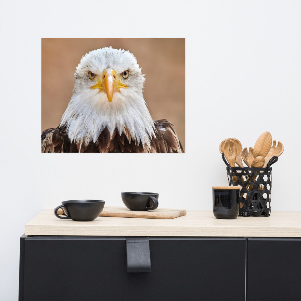 Bald Eagle Portrait Close-up 2 Loose Wall Art Print, 16" X 20"