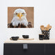 Bald Eagle Portrait Close-up 2 Loose Wall Art Print, 16" X 20"