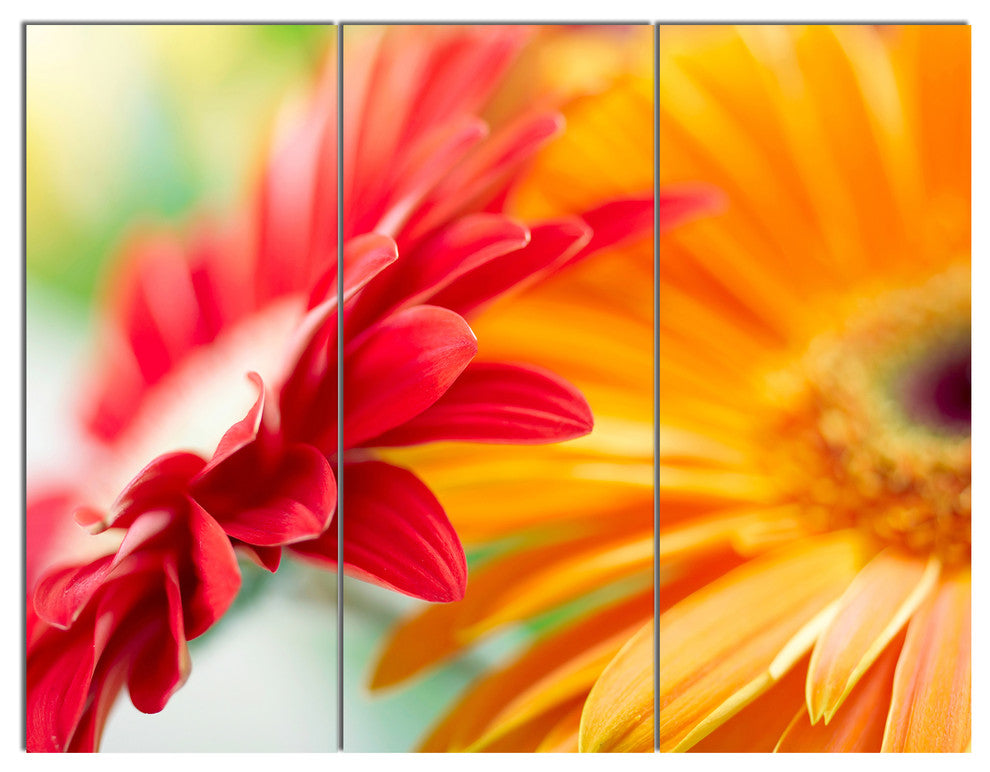 Red and Yellow Daisy Flower, Floral Triptych Canvas Art Print, 36x28, 3 Panels