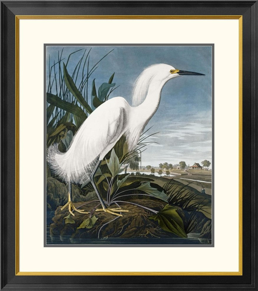 "Snowy Heron" Framed Digital Print by John James Audubon, 29x32"