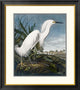 "Snowy Heron" Framed Digital Print by John James Audubon, 29x32"