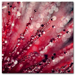 Beata Czyzowska Young 'Red Melody' Canvas Art, 18"x18"
