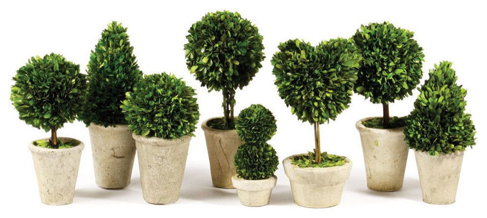 Set of 8 Mini English Topiary Boxwoods in Pots Tabletop Grouping Greenery 16 in