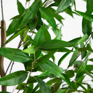 Close-up of leaves on white background