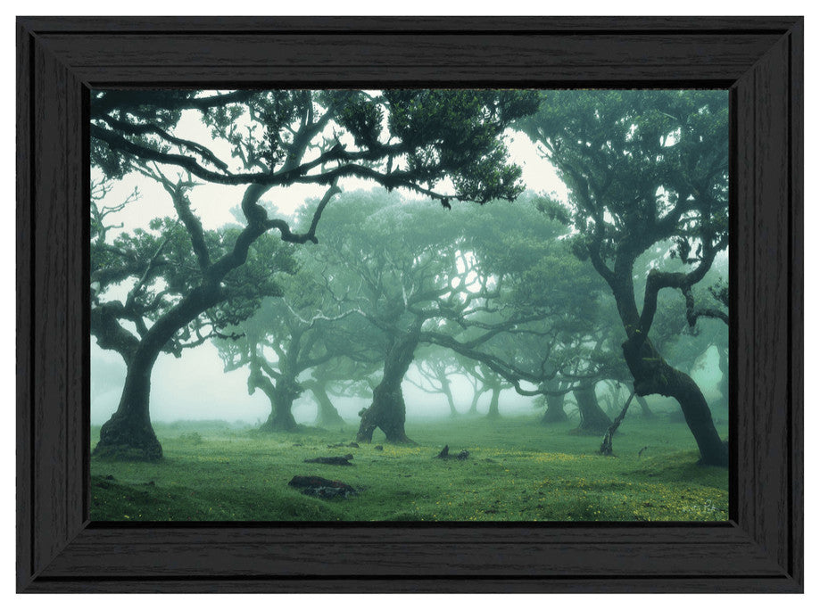 Enchanted Forest II 3 Black Framed Print Wall Art
