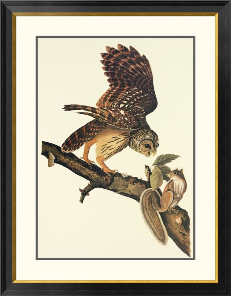 "Barred Owl" Framed Digital Print by John James Audubon, 32x40"