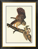"Barred Owl" Framed Digital Print by John James Audubon, 32x40"
