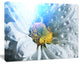 Large White Flower with Raindrops, Floral Canvas Art Print, 40"x30"