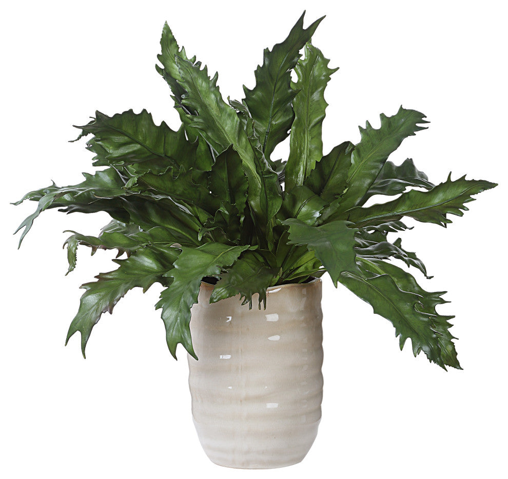 Primary product image: full fern in glazed pot on white background; no text.