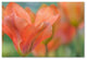 Cora Niele ''Orange Wings Tulips'' Canvas Art