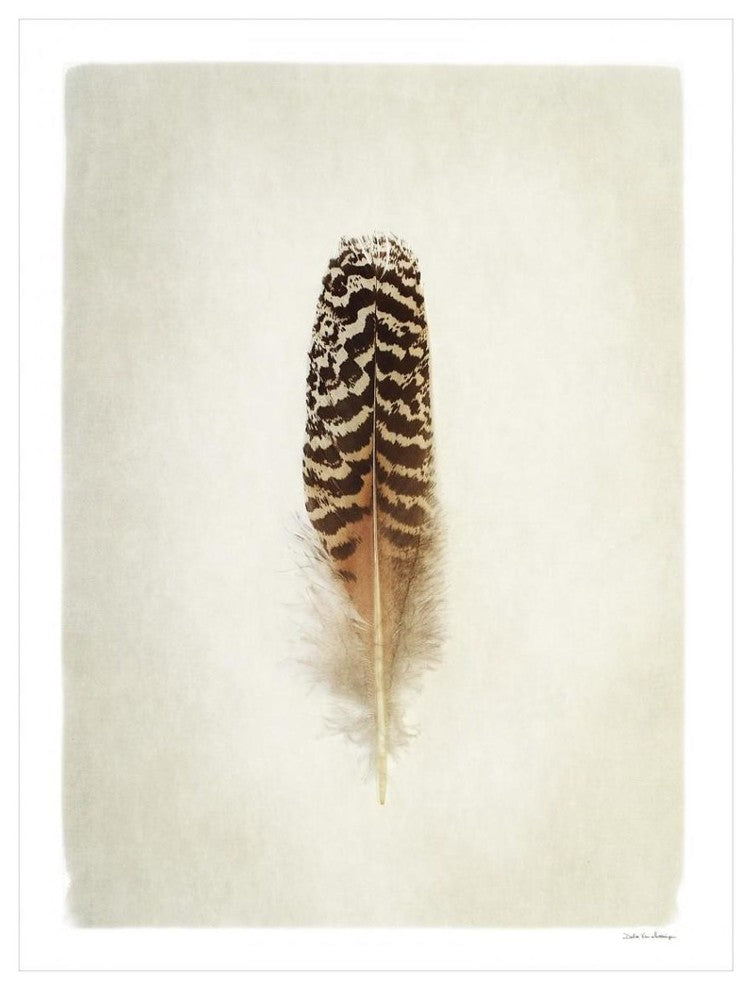 "Feather I" Digital Paper Print by Debra Van Swearingen, 32"x42"