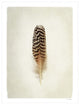 "Feather I" Digital Paper Print by Debra Van Swearingen, 32"x42"