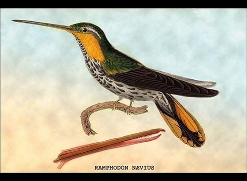 Hummingbird: Ramphodon Naevius- Gallery Wrapped Canvas Art 28" x 42"