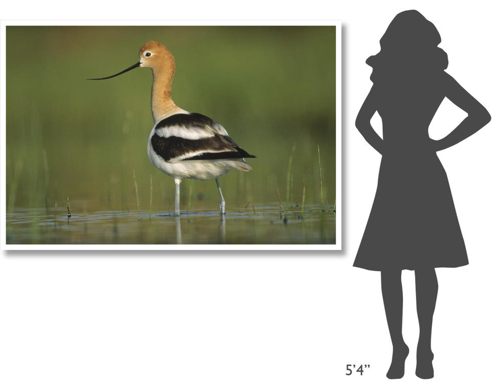 "American Avocet in breeding plumage wading, North America" Paper Art, 62"x42"