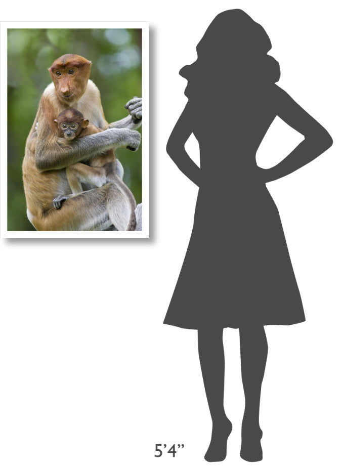 "Proboscis Monkey female holding two month old baby, Sabah" Paper Art, 22"x32"