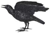 Raven With Open Wings Bronze Statue, 16"Lx25"Wx15"H