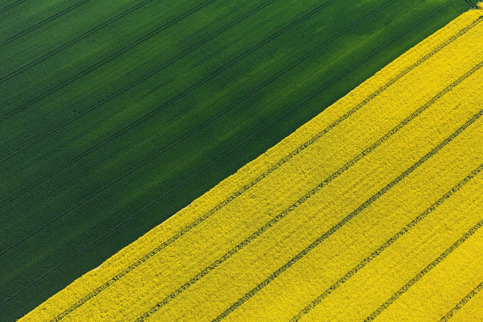 "Green and Yellow Crops" Painting Print on Wrapped Canvas