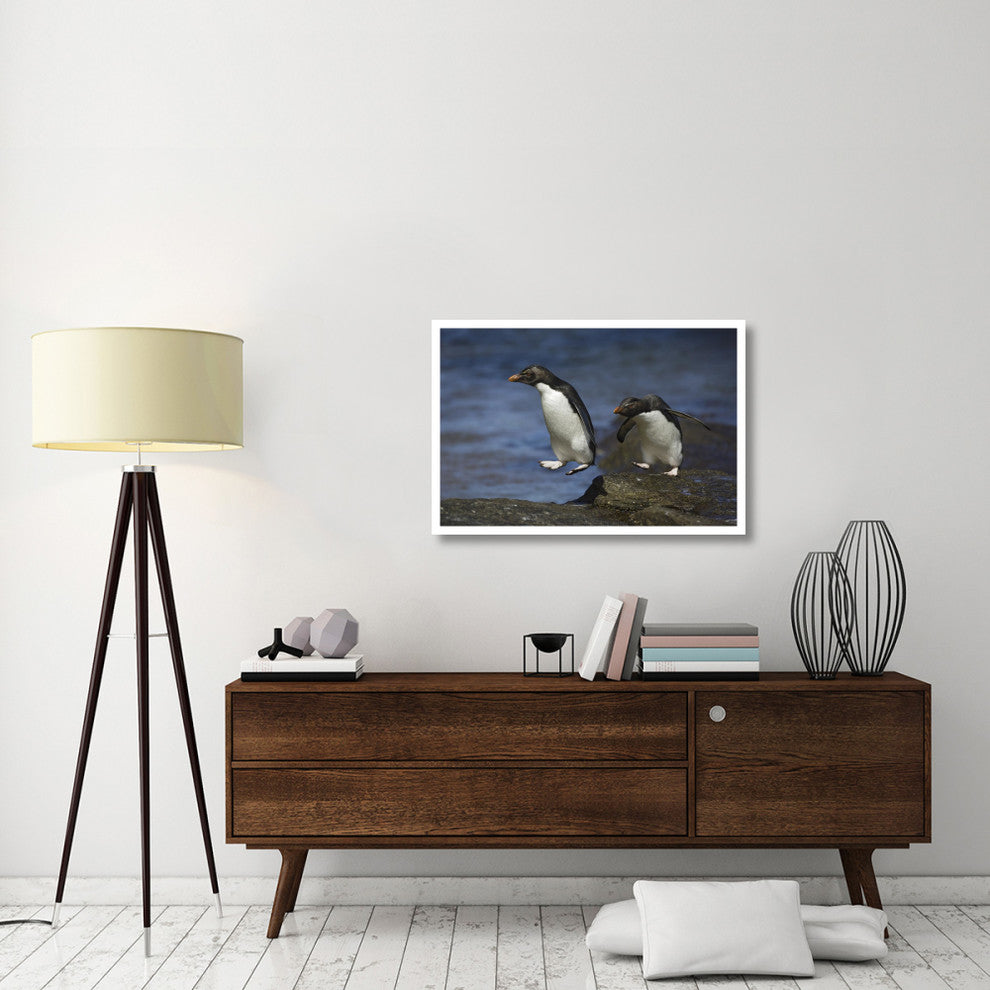 "Rockhopper Penguin hopping, New Island, Falkland Islands" Paper Art, 38"x26"
