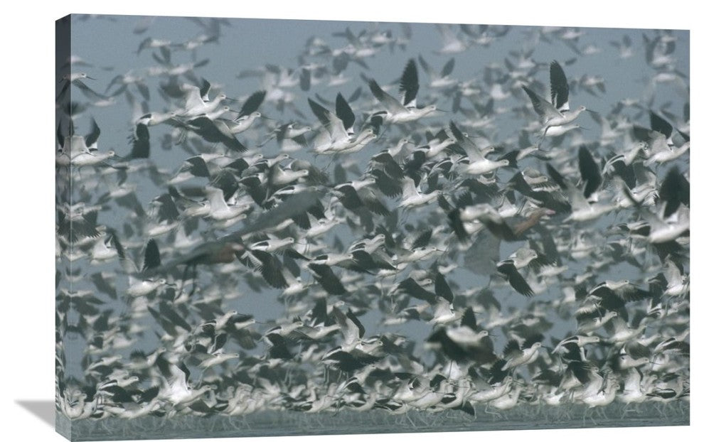 "American Avocet Flock Erupting Into Flight, North America" Artwork, 36" x 24"