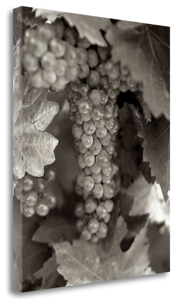 "Grapes - 22" By Alan Blaustein, Giclee Print on Gallery Wrap Canvas