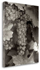 "Grapes - 22" By Alan Blaustein, Giclee Print on Gallery Wrap Canvas